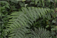Pteridium revolutum